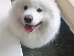 -宠爱国际动物医院· 猫科· 外科·中兽医(长白店)