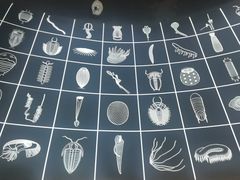 -贝林大翅鲸简餐厅(国家海洋博物馆店)