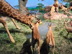 -国家自然博物馆