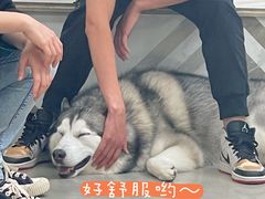 -星多哈·狗咖·拼豆·咖啡