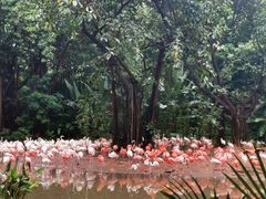 -广州长隆野生动物世界