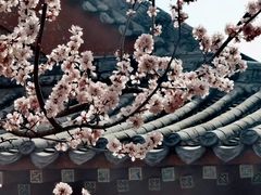 -桃花堤公园