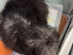 -美联众合动物医院·24h京西诊疗中心