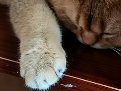 -蓝鲸·缅因猫舍