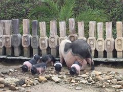 -田野绿世界