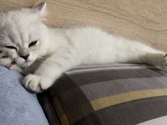 -lincat·猫舍(广州店)