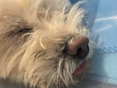 -北京派仕佳德动物医院·超导核磁·CT·神经科·骨科·内外科·急重症管理中心