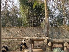 -都江堰中华大熊猫苑
