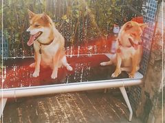 -柴犬高等学院·狗咖·柴犬售卖·宠物训练