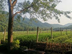 -中国茶叶博物馆(双峰馆区)