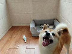 -汪说喵讲宠物乐园宠物酒店(红星美凯龙店)