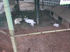 -静之湖湖畔餐厅