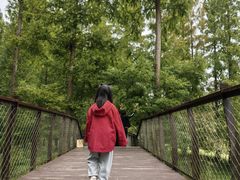 -黄海国家森林公园