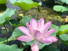 -荷塘月色湿地公园·向阳花洲
