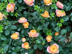 -人民公园(罗湖区)