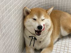 -柴务处·柴犬主题狗咖