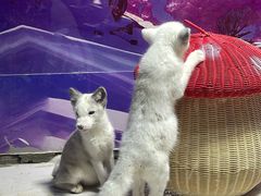 -秦皇岛新澳海底世界
