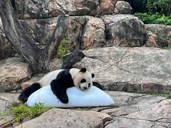 -广州长隆野生动物世界