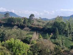 -雁南飞茶田景区