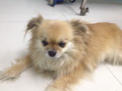 -中农大我爱我爱24h动物医院·中医针灸·猫专科·骨科医疗中心(双井店)