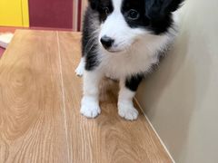 -和它·交个朋友·狗咖猫咖(爱琴海店)