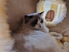 -藏猫猫咖啡主题馆(中央大道店)