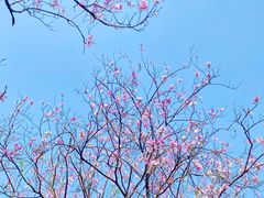 -深圳国际园林花卉博览园