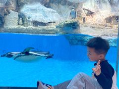 -帝企鹅自助餐厅•儿童岛•真企鹅(长隆企鹅酒店)