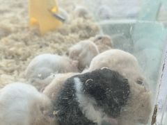 -怪兽屋·羊驼·猫咖·狗咖(俊华广场店)