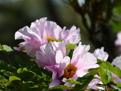 -国家植物园