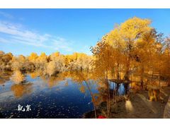 -金塔沙漠胡杨林景区