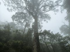 -海南热带雨林国家公园吊罗山景区