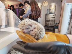 -浣熊柯尔鸭土拨鼠·电玩咖
