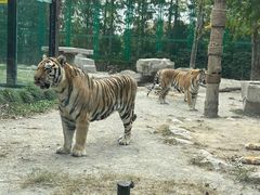 -上海野生动物园