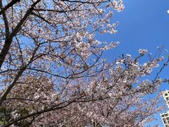 -高东镇樱花园