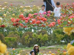 -杭州湾海上花田景区