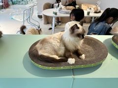 -怪兽屋·羊驼·猫咖·狗咖(俊华广场店)