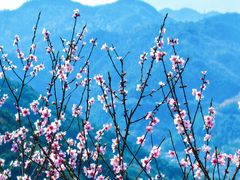 -桑洲油菜花景区