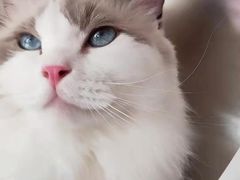 -芭比堂动物医院·犬猫全科·异宠专科(雁塔分院)
