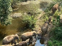 -野象谷景区