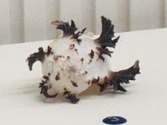 -青岛贝壳博物馆