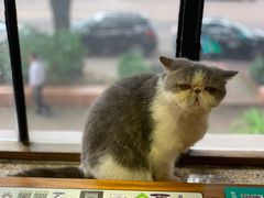 -more than meow吴止猫主题餐厅(承德 中船汇店)