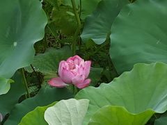 -荷塘月色湿地公园·向阳花洲