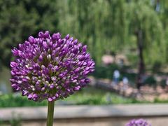 -石家庄市植物园