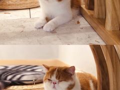 -飞行喵MR PILOT|猫舍·猫咖(静安大融城店)