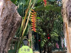 -云南勐巴娜西珍奇园