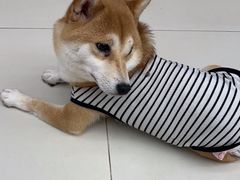 -怪兽屋·羊驼·猫咖·狗咖(俊华广场店)