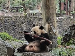 -都江堰中华大熊猫苑