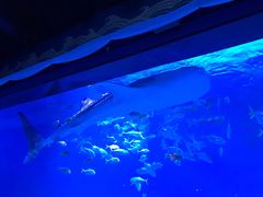 -烟台海昌鲸鲨海洋公园