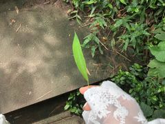 -张坝桂圆林公园